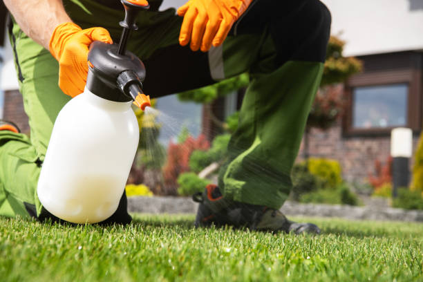 Best Flea Control Services  in Seymour, TX