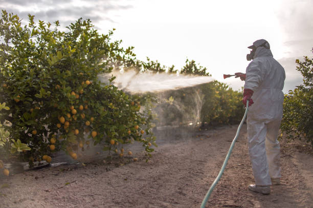 Best Affordable Pest Control Services  in Seymour, TX