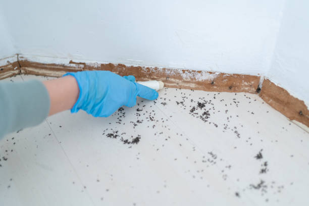 Best Best Pest Control Companies  in Seymour, TX