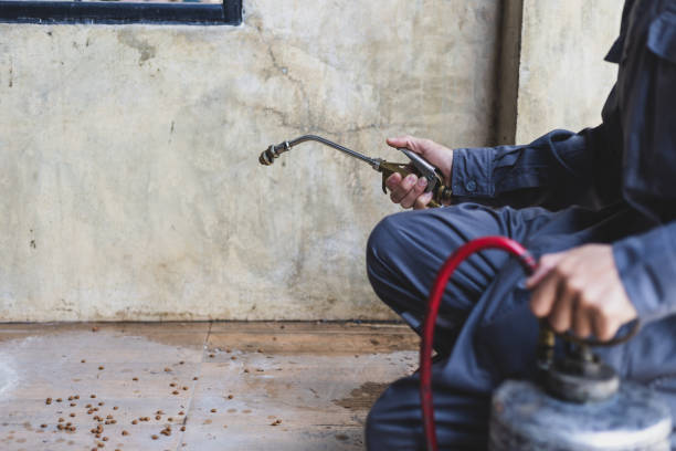 Best Local Pest Control Services  in Seymour, TX