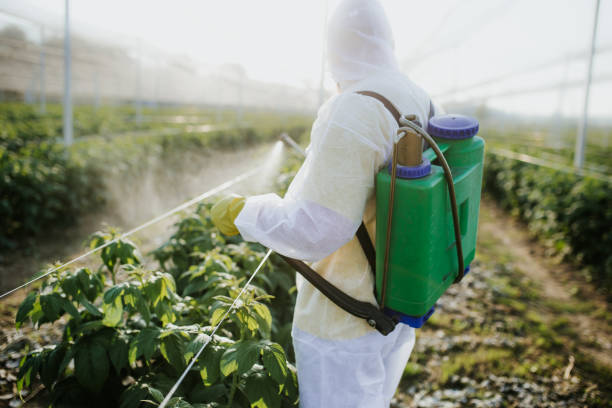Flea Control Services in Seymour, TX